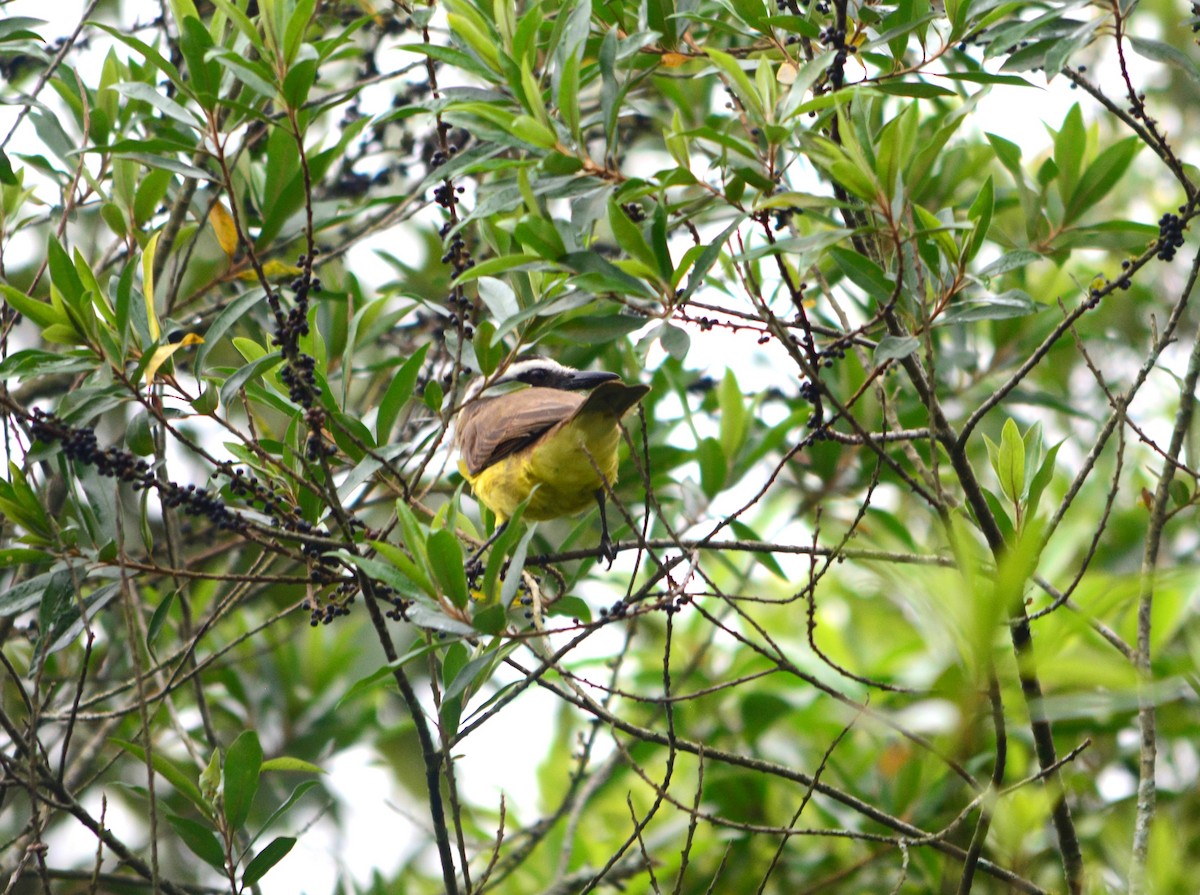 Great Kiskadee - ML625116318