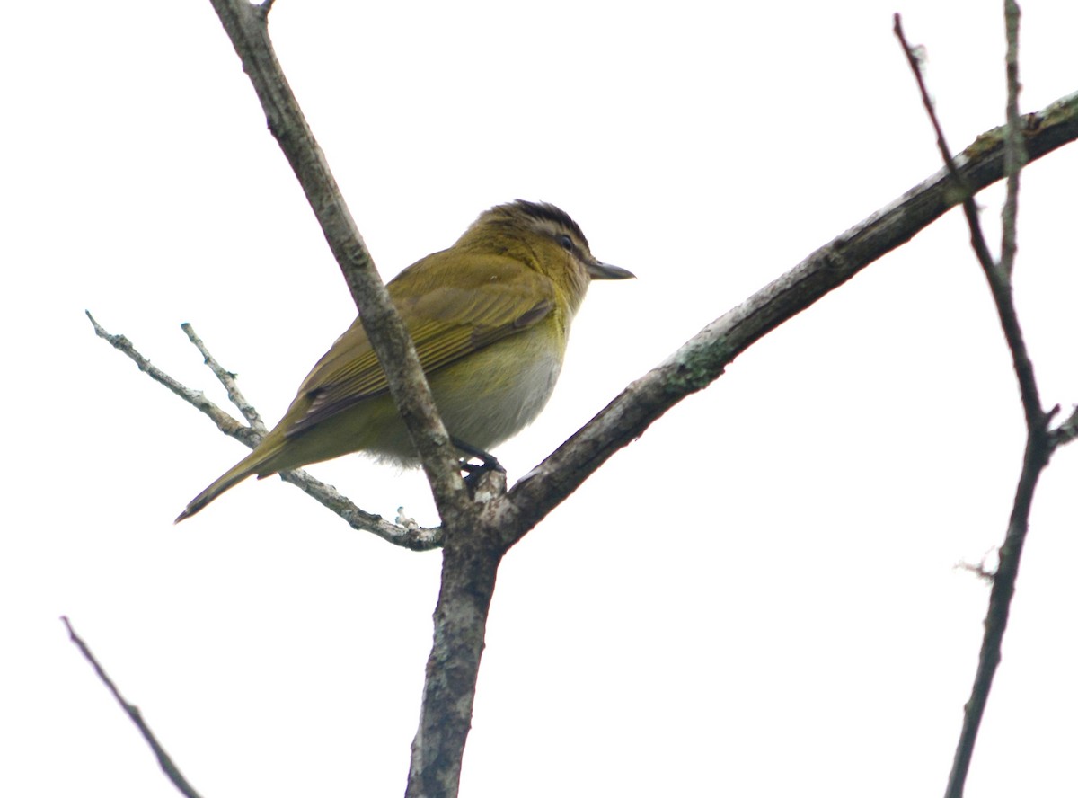 Chivi Vireo - ML625116322