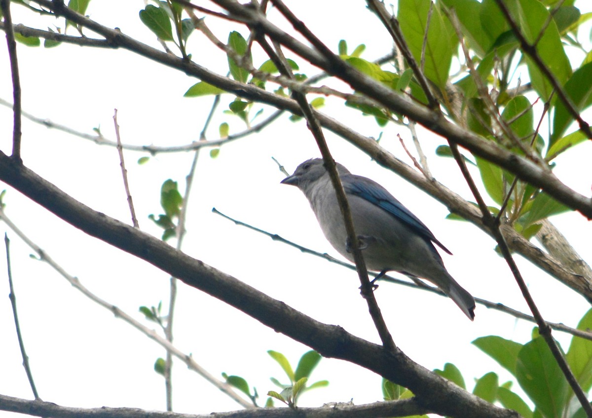 Sayaca Tanager - ML625116330