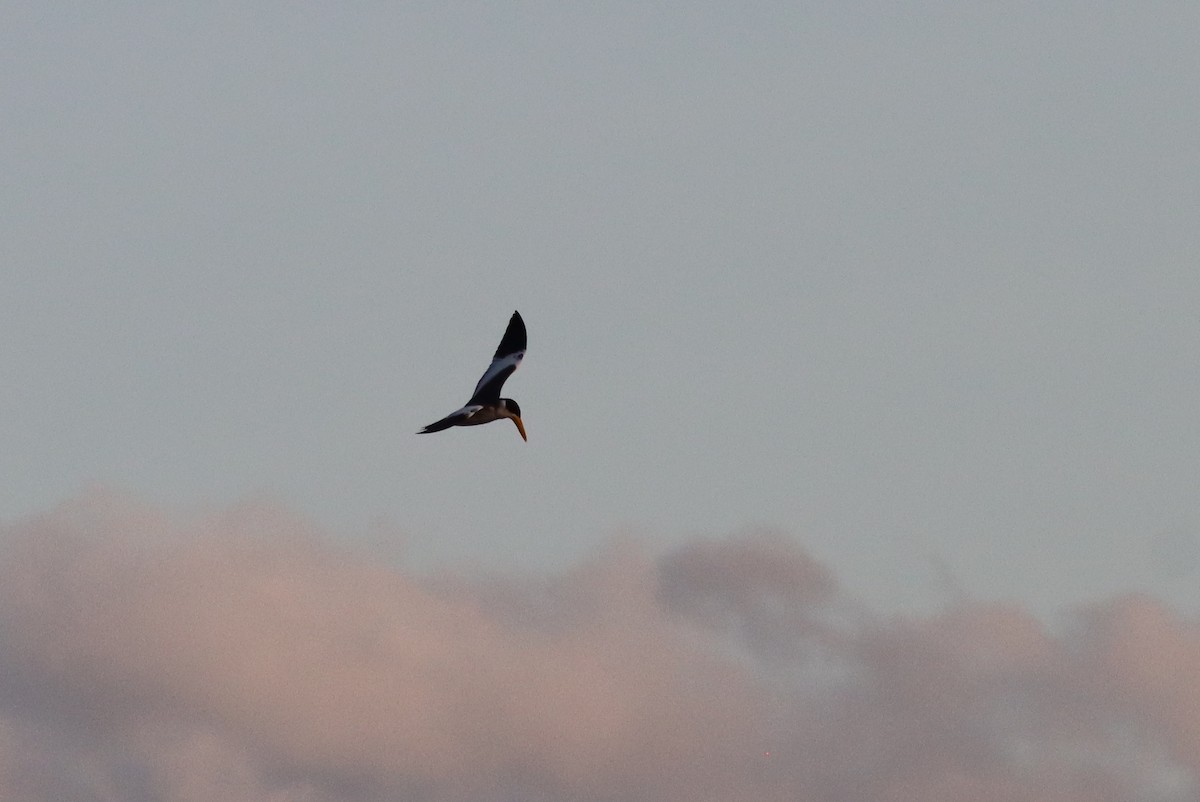 Large-billed Tern - Henriette de Vries