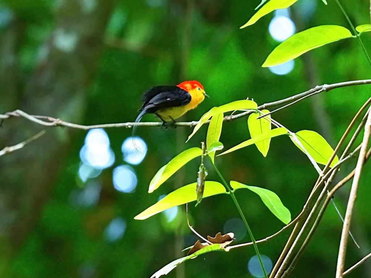 Wire-tailed Manakin - ML625116457