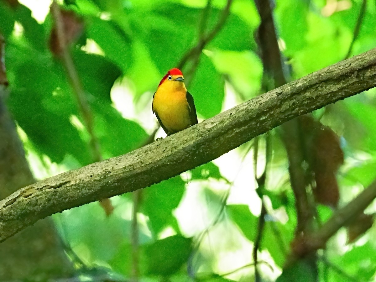 Wire-tailed Manakin - ML625116463