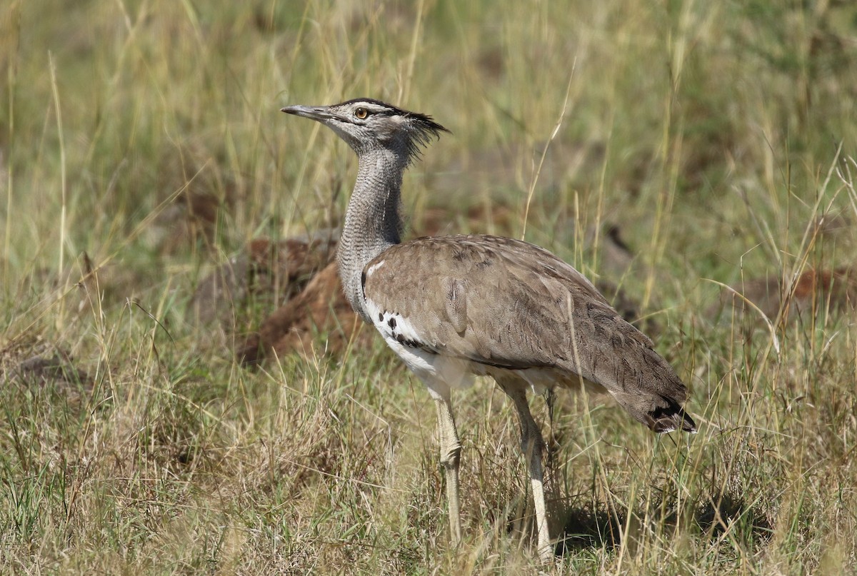 Kori Bustard - Anne-Marie Harris