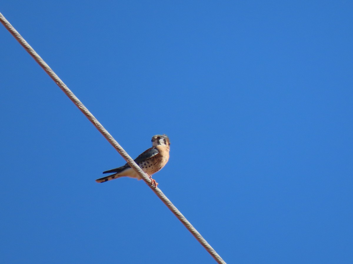 American Kestrel - ML625116573