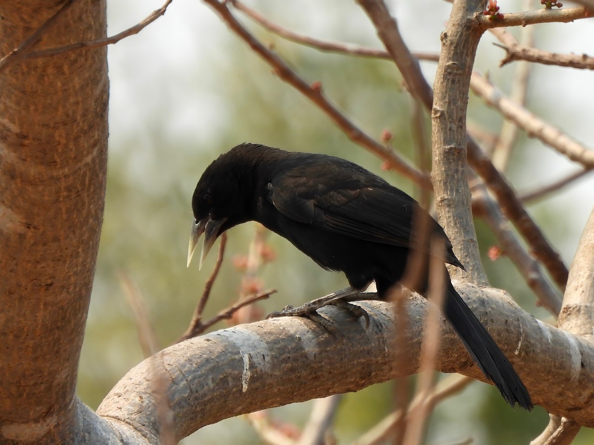 Solitary Black Cacique - ML625116626