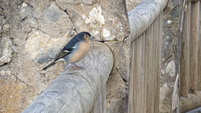 Canary Islands Chaffinch - ML625116803