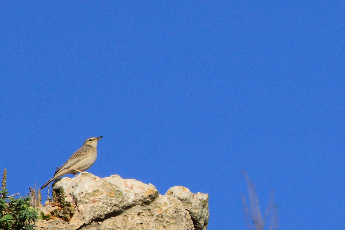 Long-billed Pipit (Middle Eastern) - ML625116810