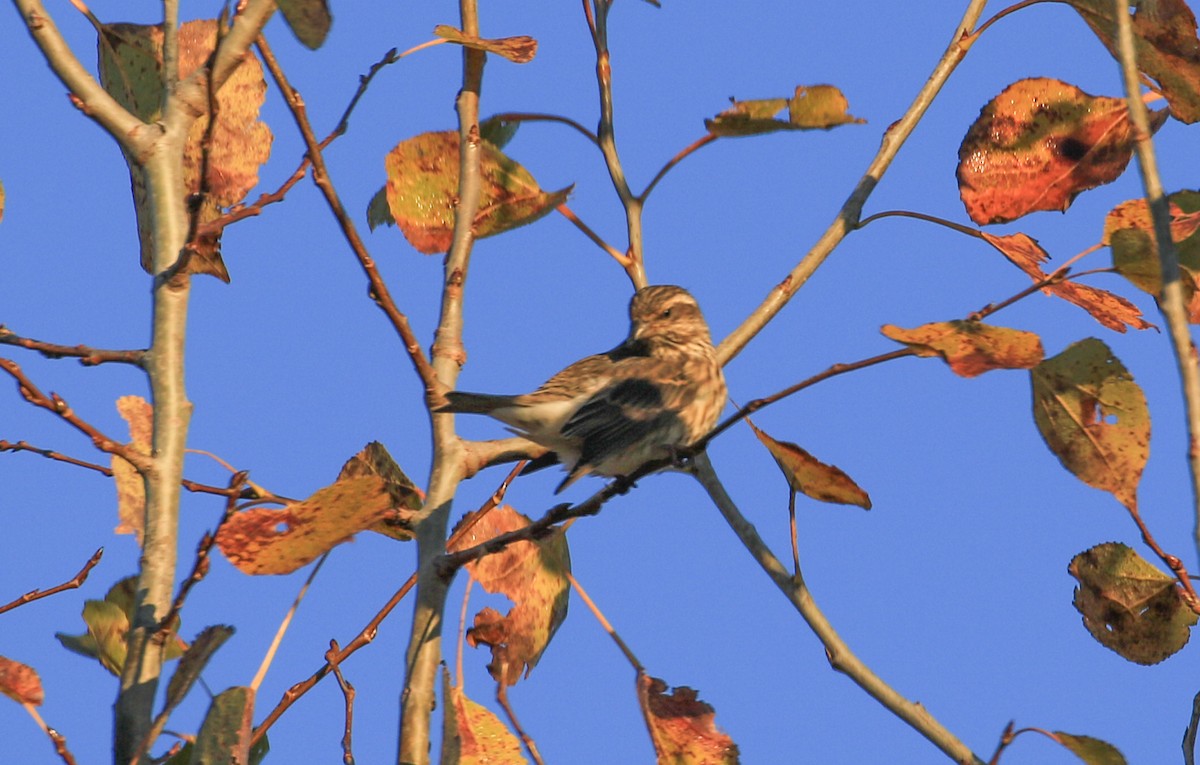 Purple Finch - ML625116899