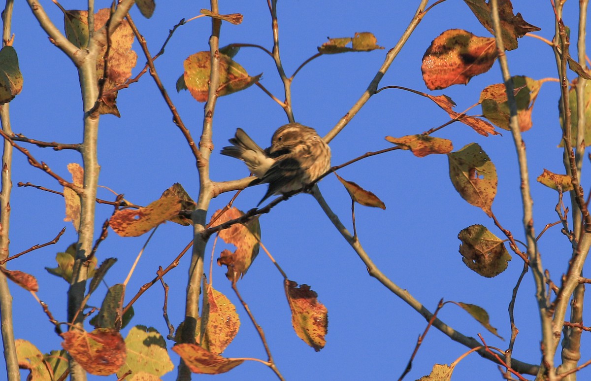 Purple Finch - ML625116901