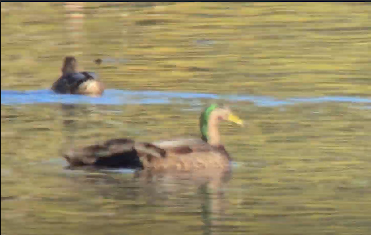 Mallard x American Black Duck (hybrid) - ML625116932