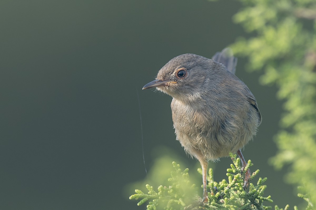 Dartford Warbler - Volker Hesse