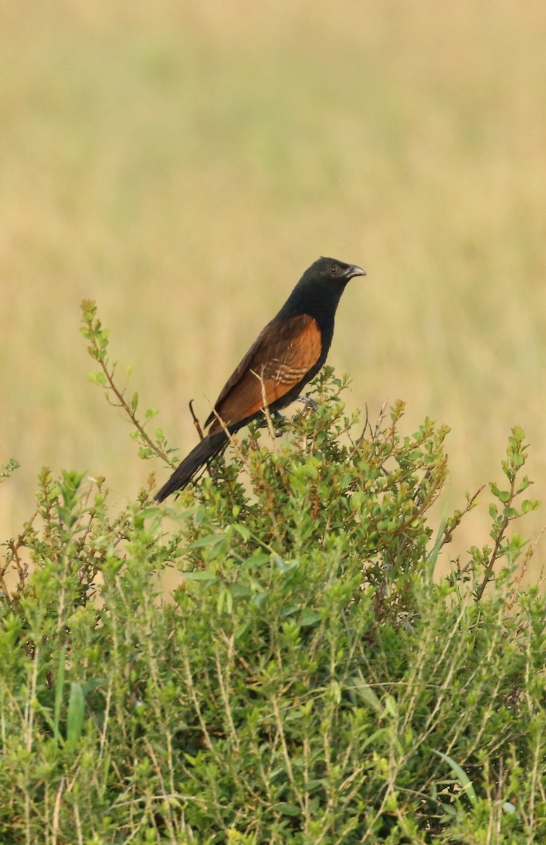 Black Coucal - ML625116936