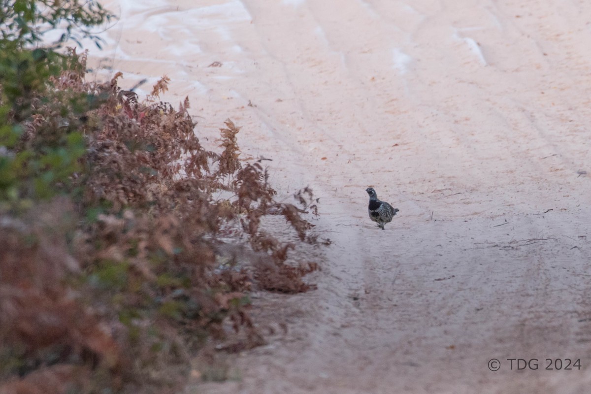 tetřívek kanadský - ML625116956