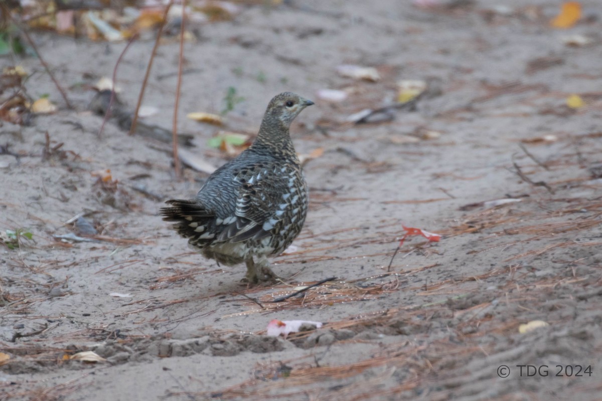 tetřívek kanadský - ML625116958