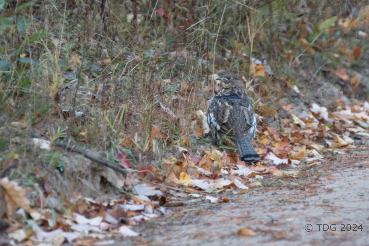 tetřívek kanadský - ML625116961