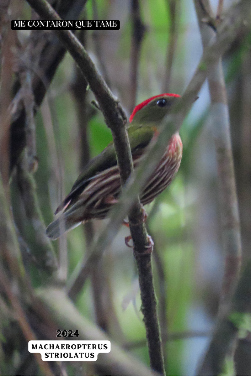 Striolated Manakin - ML625116986