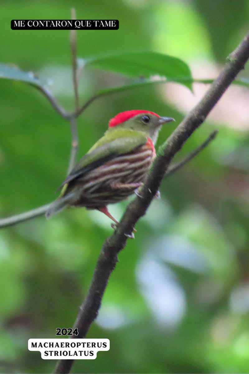 Striolated Manakin - ML625116987