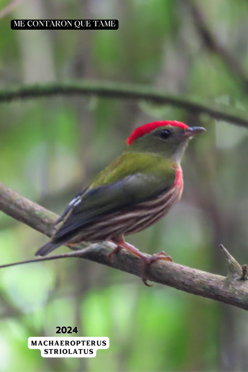 Striolated Manakin - ML625116988