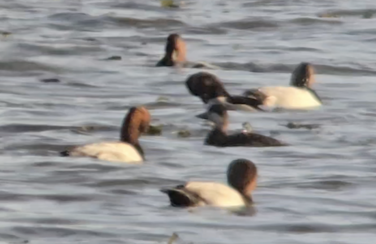 Black Scoter - ML625117055