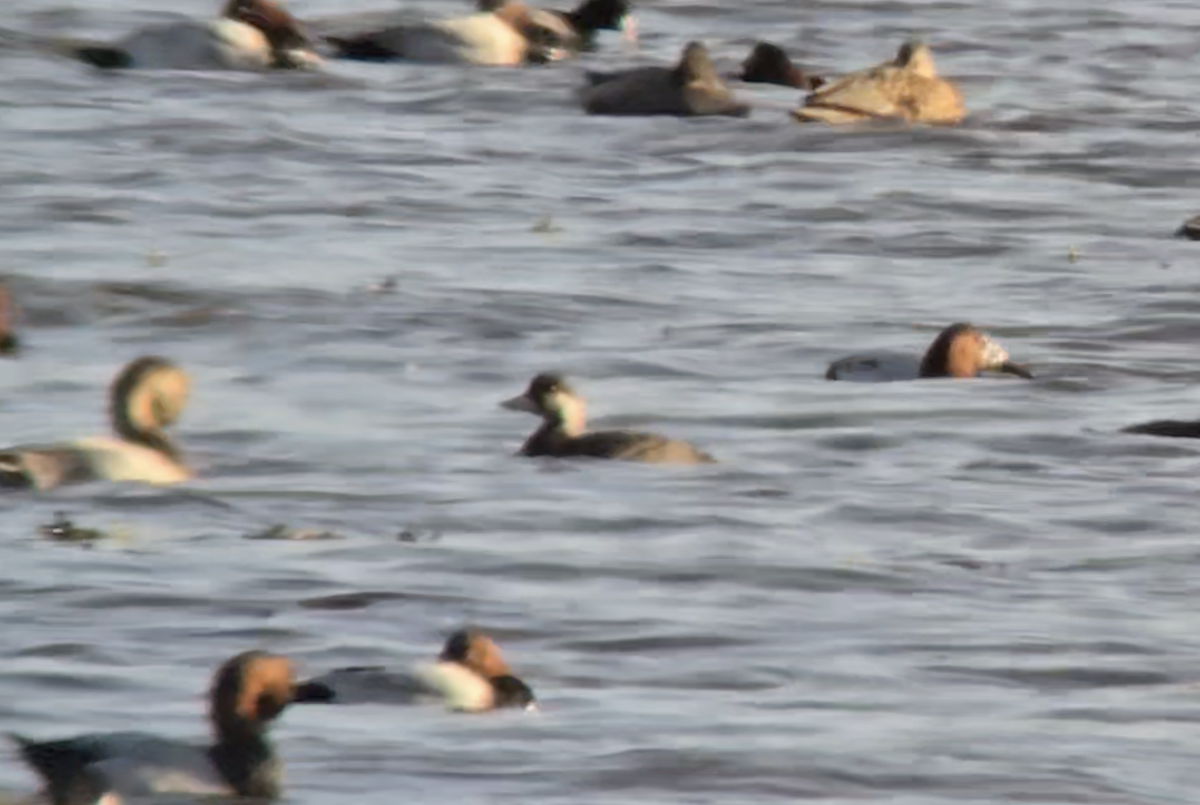 Black Scoter - ML625117056