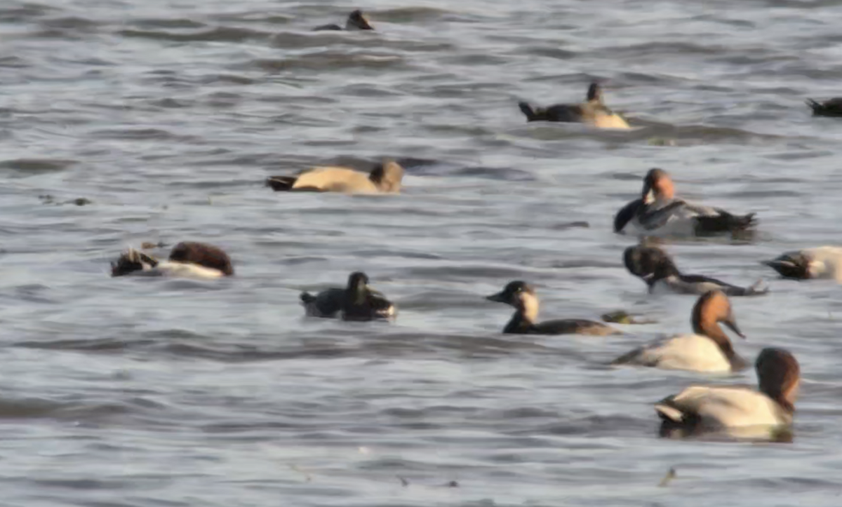 Black Scoter - ML625117057