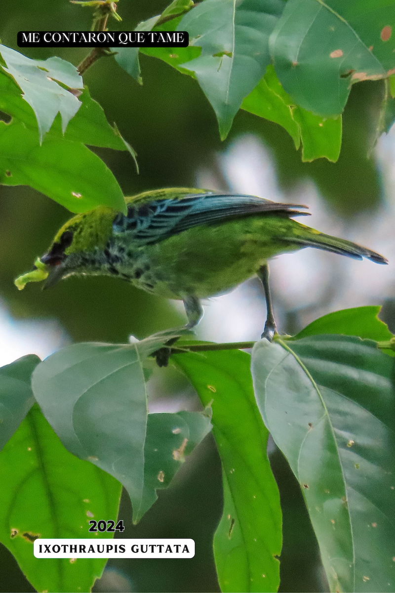 Speckled Tanager - ML625117059
