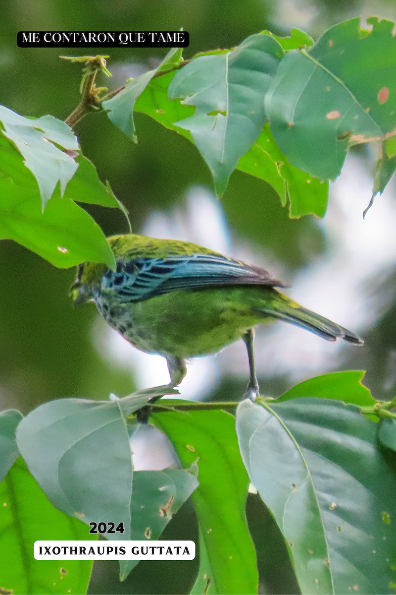 Speckled Tanager - ML625117060