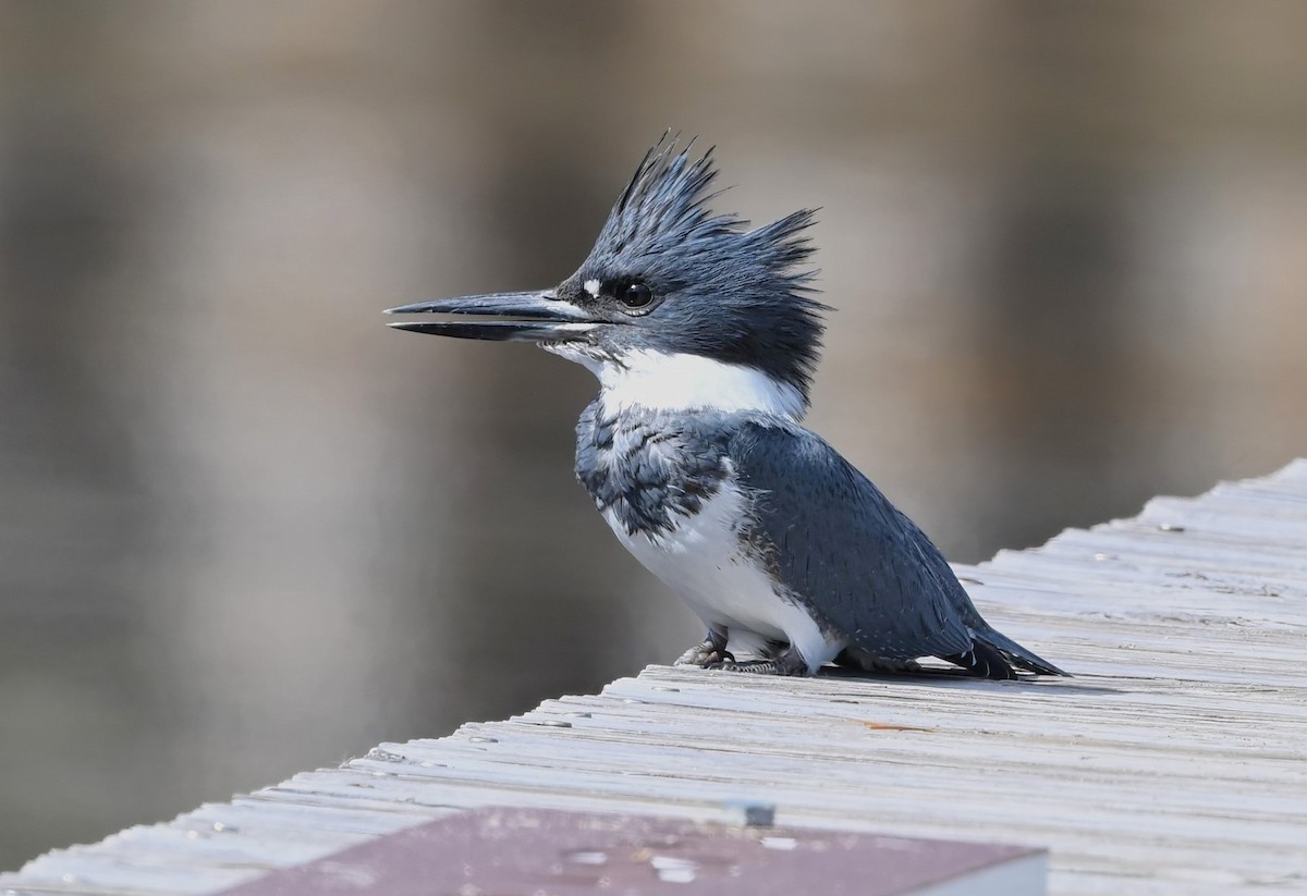 Belted Kingfisher - ML625117134