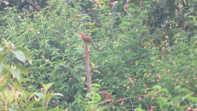 Rusty-cheeked Scimitar-Babbler - ML625117167