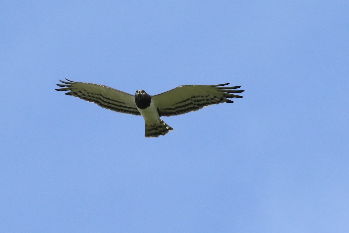 Black-chested Snake-Eagle - ML625117194