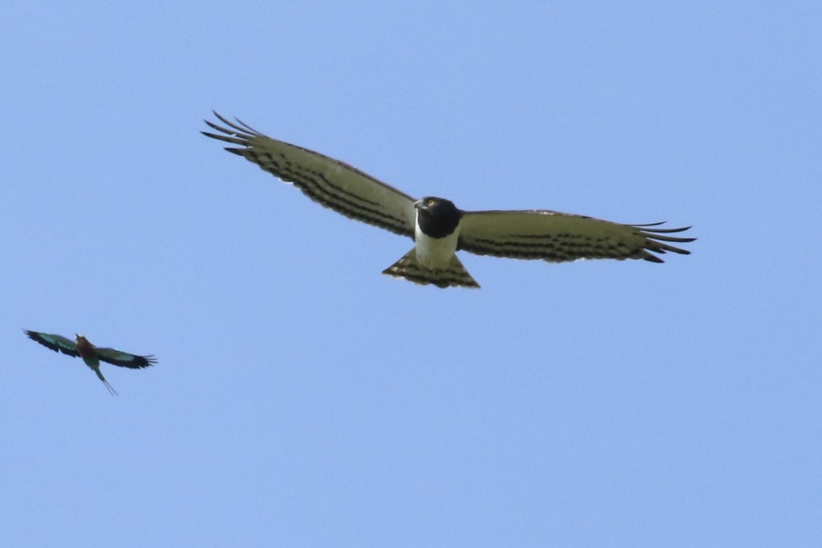 Black-chested Snake-Eagle - ML625117203