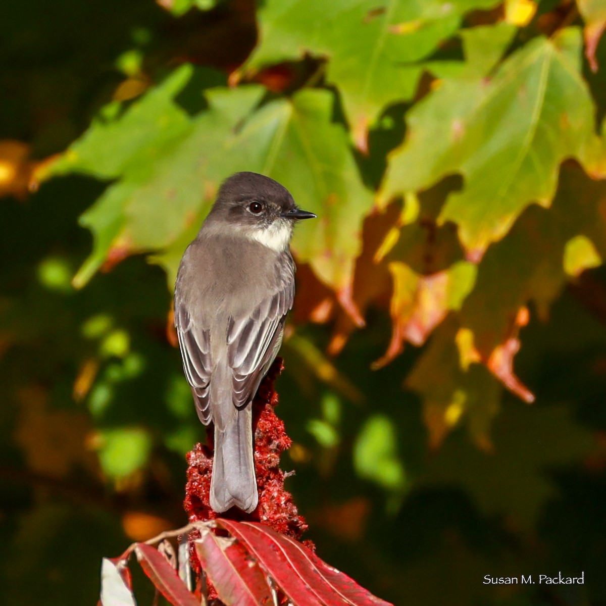 Eastern Phoebe - ML625117213