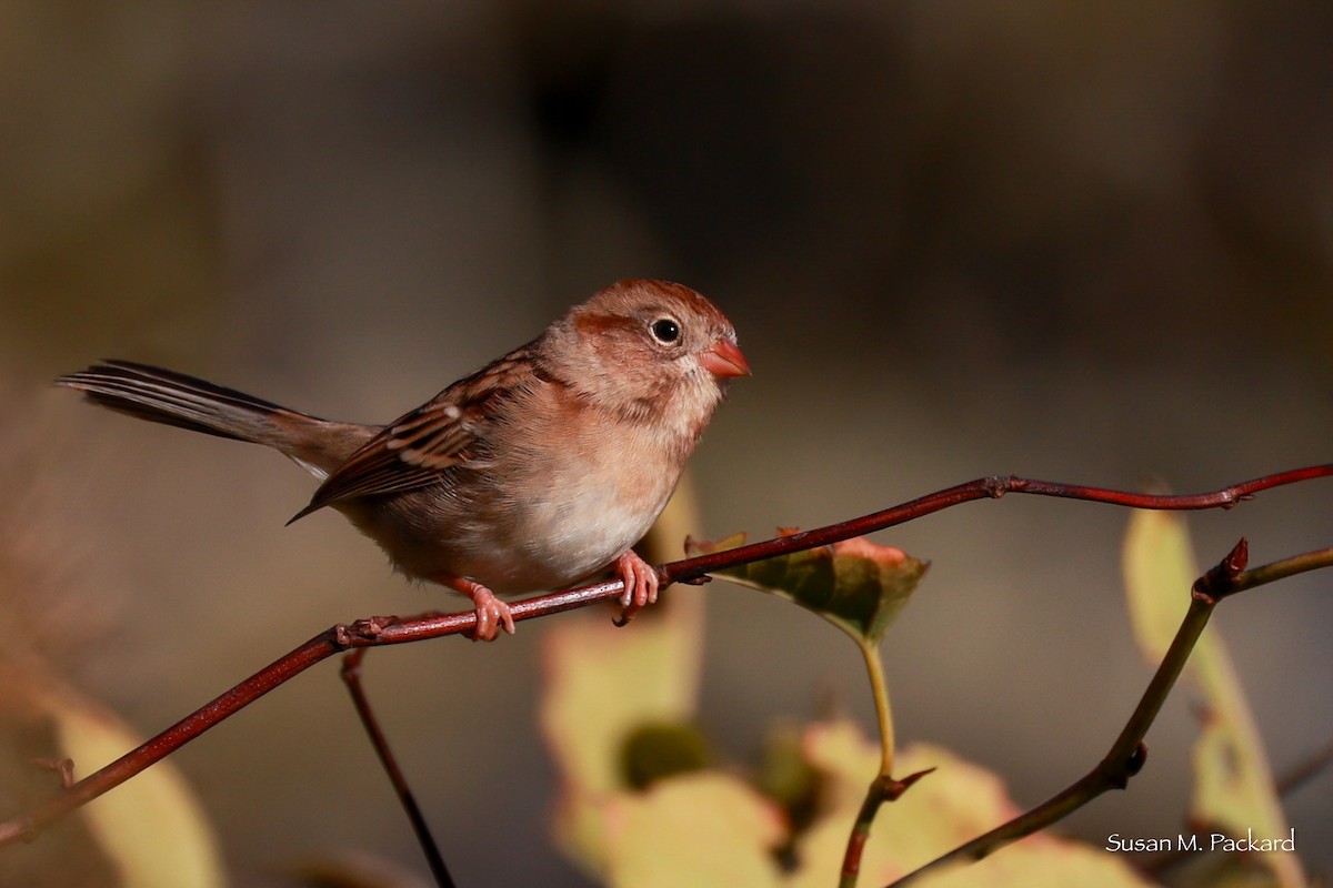 Field Sparrow - ML625117224