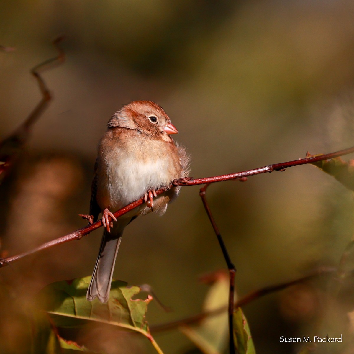 Field Sparrow - Susan Packard