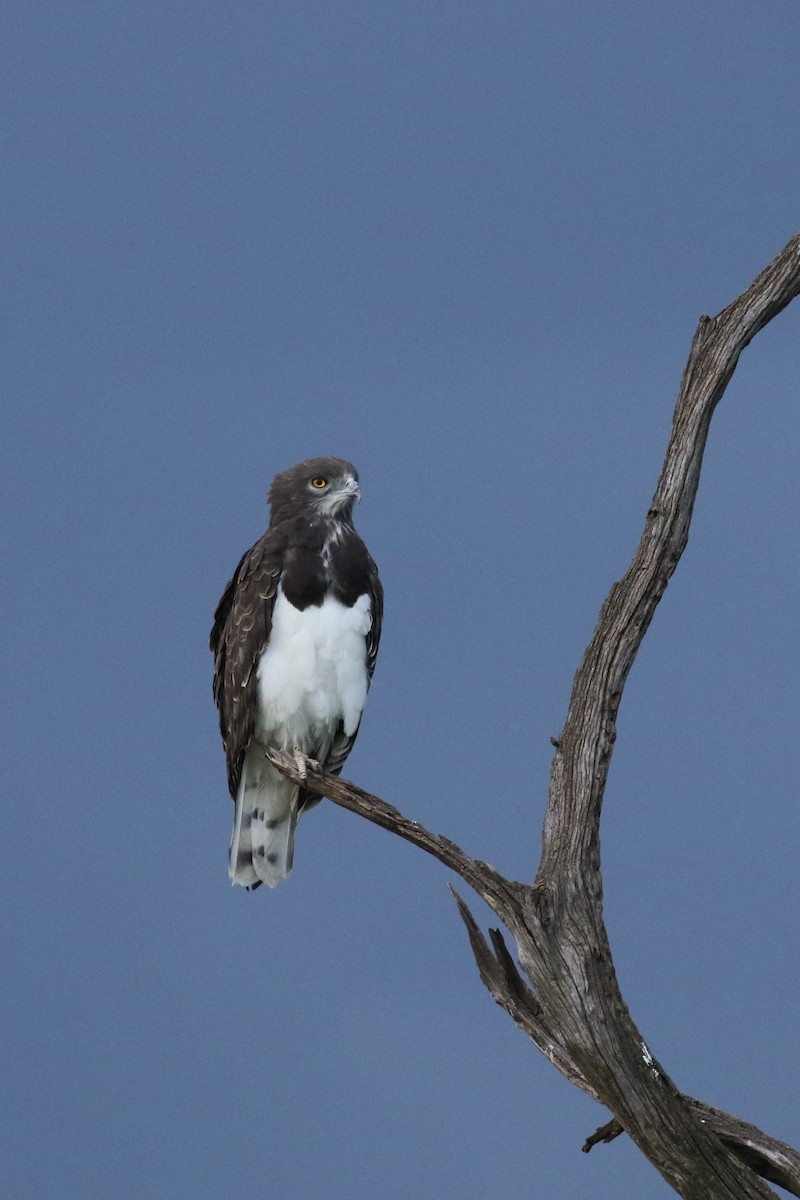 Black-chested Snake-Eagle - ML625117229