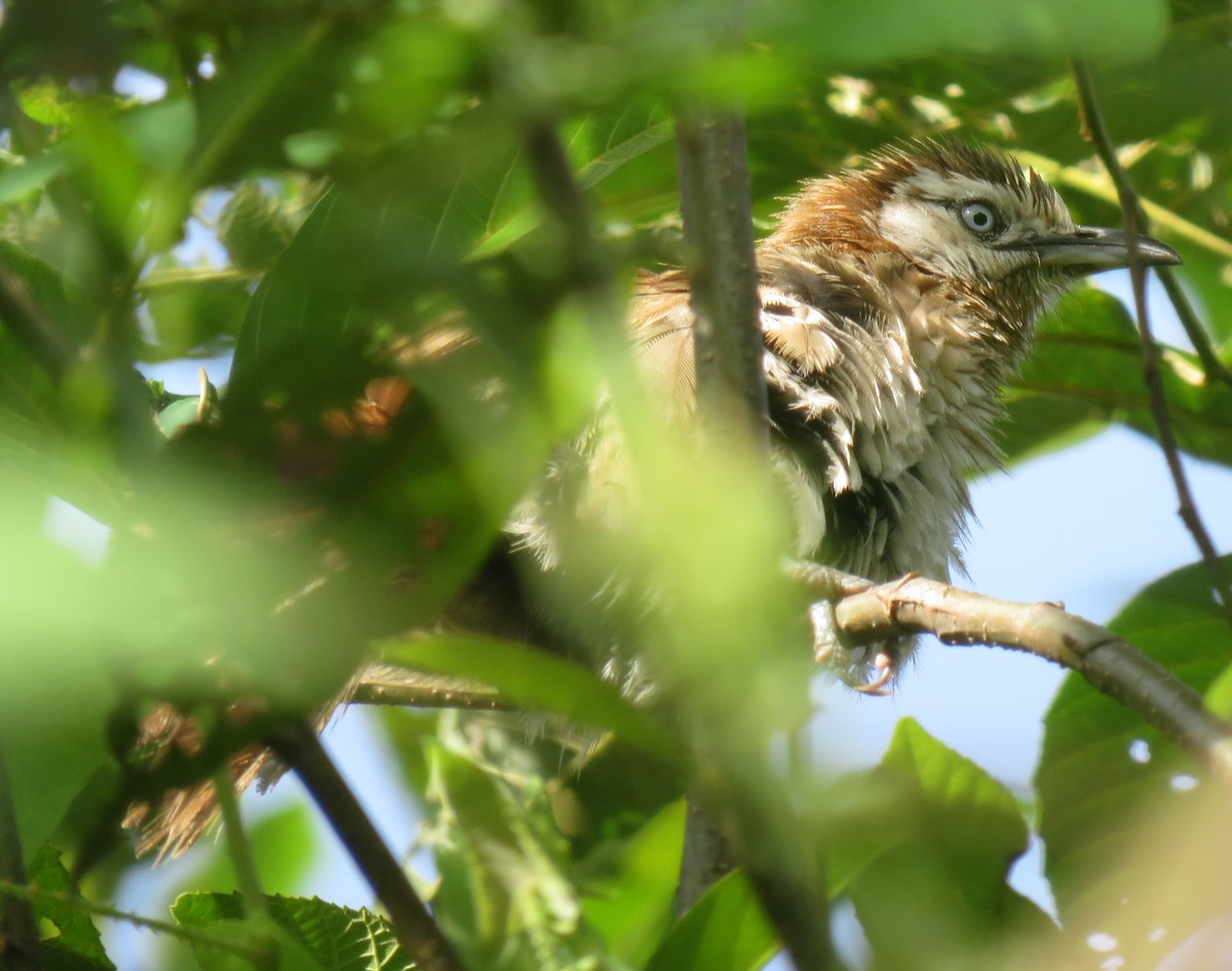 Spiny Babbler - ML625117274