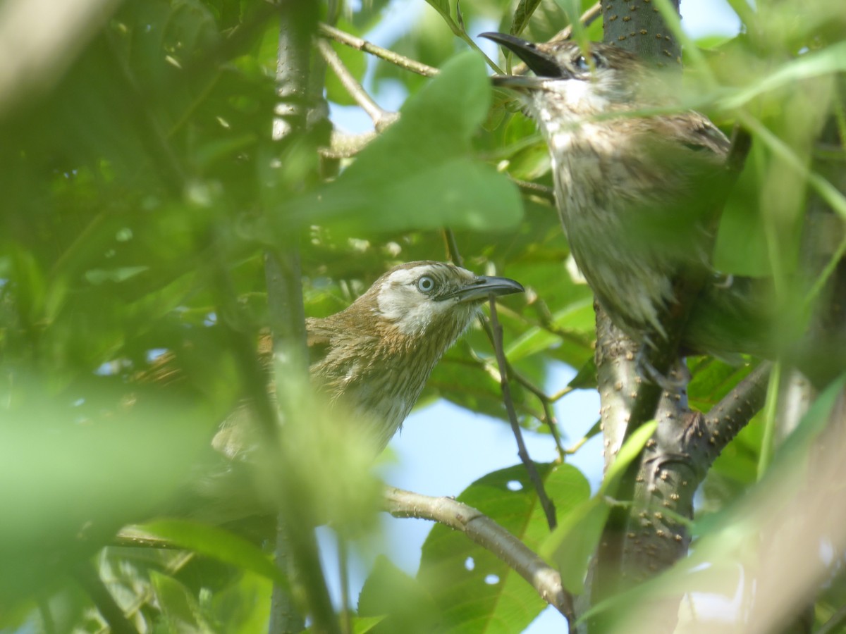 Spiny Babbler - ML625117276