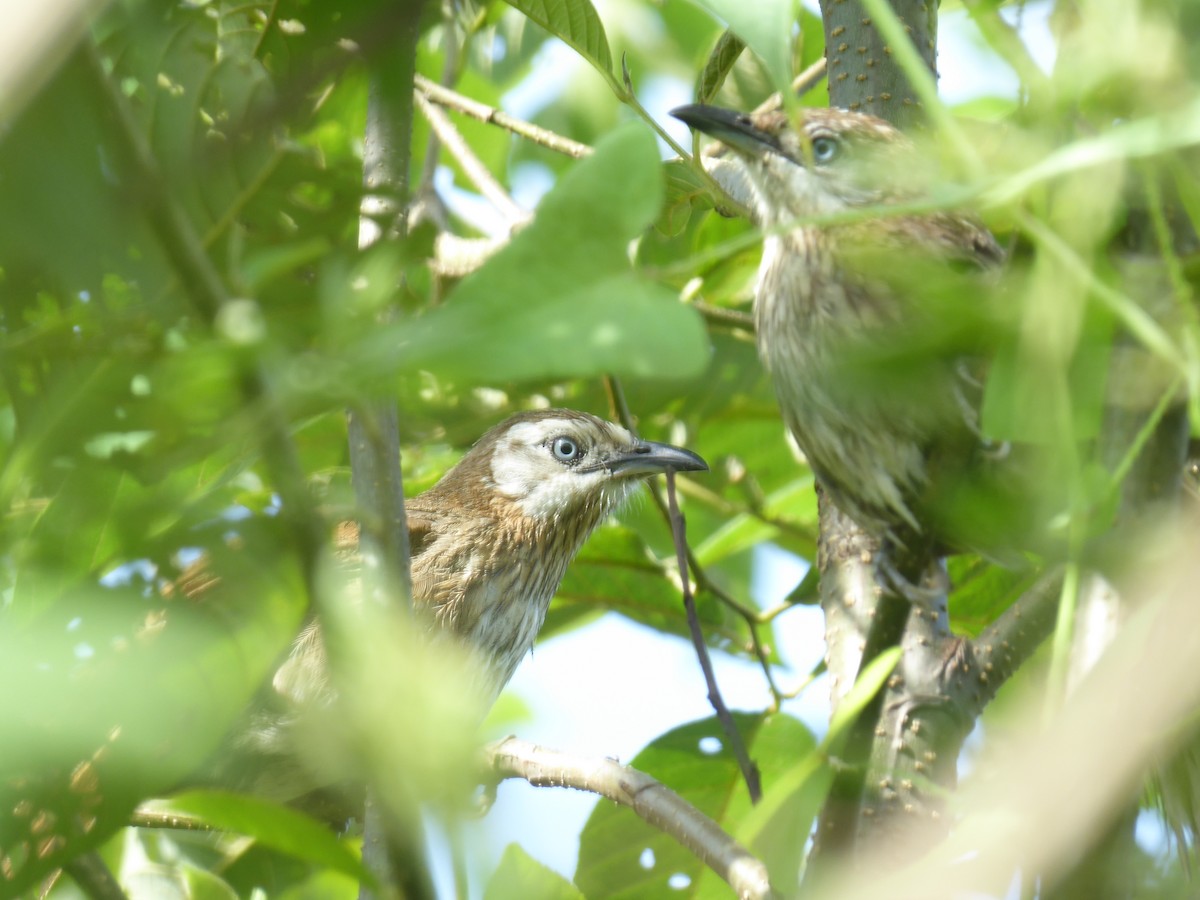 Spiny Babbler - ML625117277