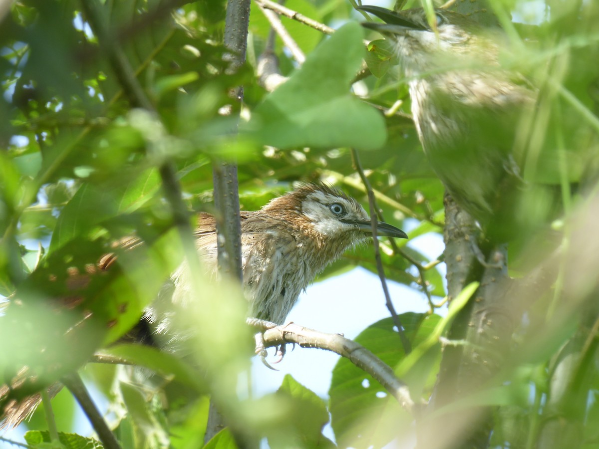 Spiny Babbler - ML625117278