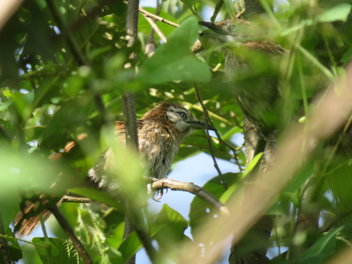 Spiny Babbler - ML625117279