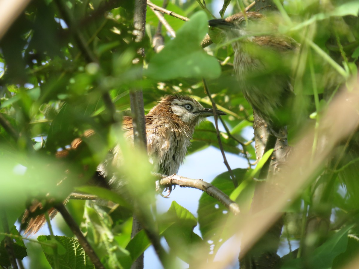 Spiny Babbler - ML625117280