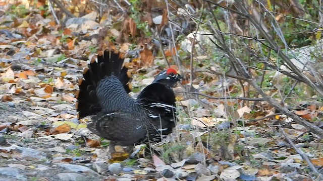 Spruce Grouse - ML625117388