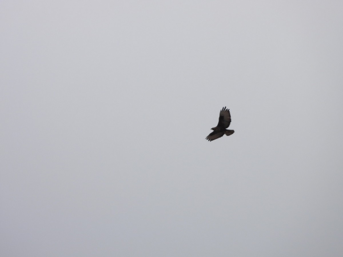 Common Buzzard (Canary Is.) - ML625117455