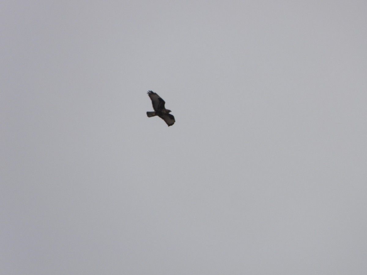 Common Buzzard (Canary Is.) - ML625117457