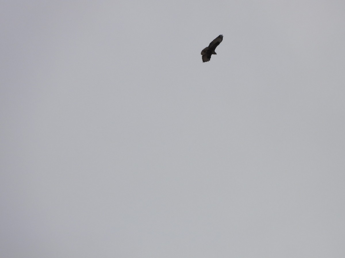 Common Buzzard (Canary Is.) - ML625117458