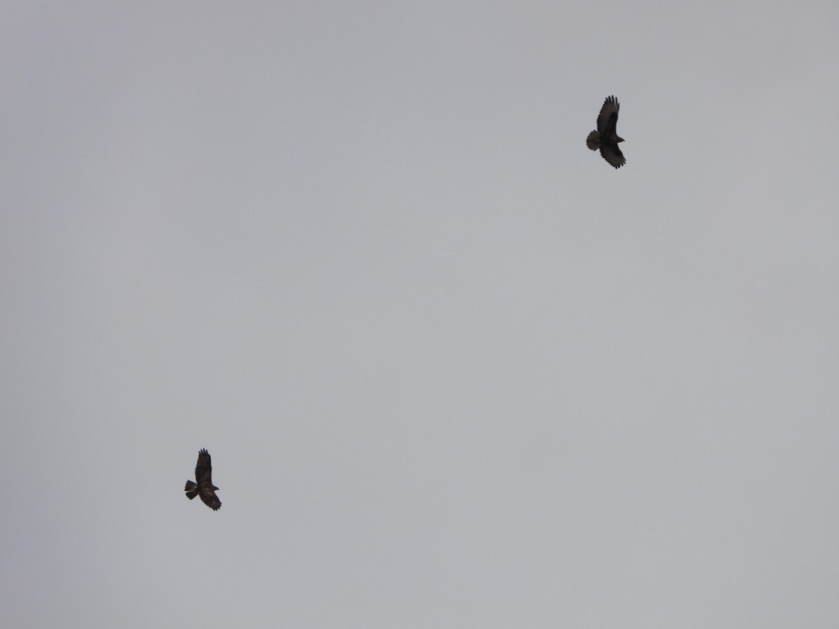 Common Buzzard (Canary Is.) - ML625117459