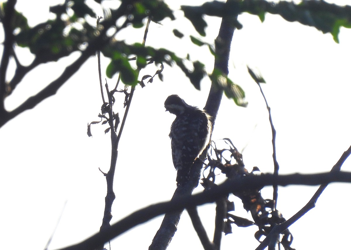 Brown-capped Pygmy Woodpecker - ML625117564