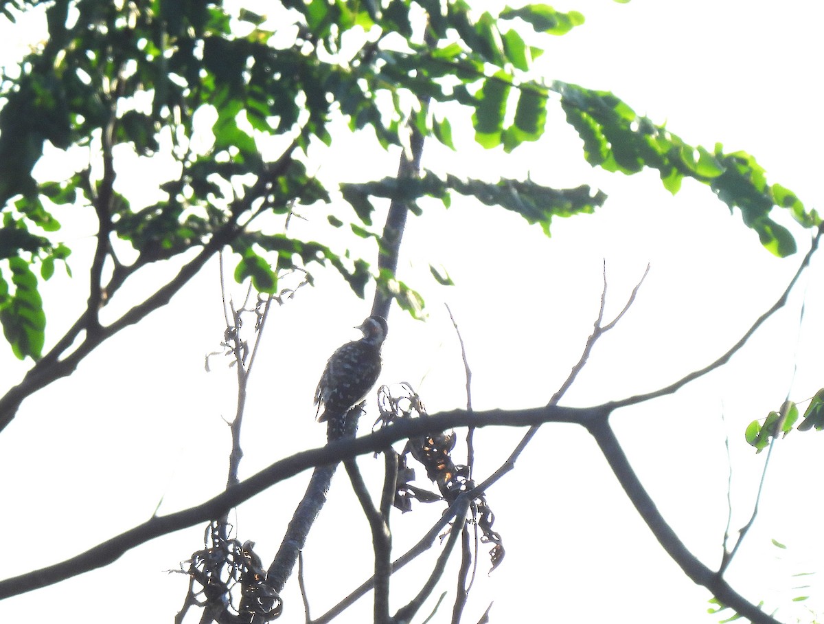 Brown-capped Pygmy Woodpecker - ML625117565