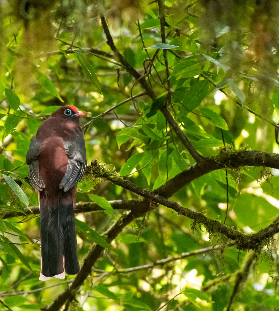 Ward's Trogon - ML625117626