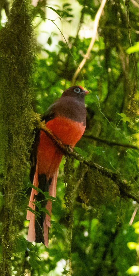 Ward's Trogon - ML625117627